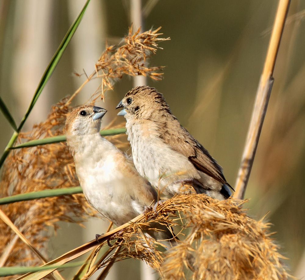Two house sparrow birds on tree branch