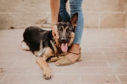 Adorable german shepherd with owner on street