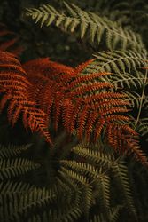 Green and brown fern fronds in autumn garden