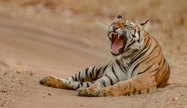 Shrinking Tasmanian tigers: resizing an Australian icon - Monash