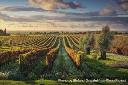 Bolgheri vineyards and olive trees at sunset, Maremma, Tuscany, Italy bGdjY0