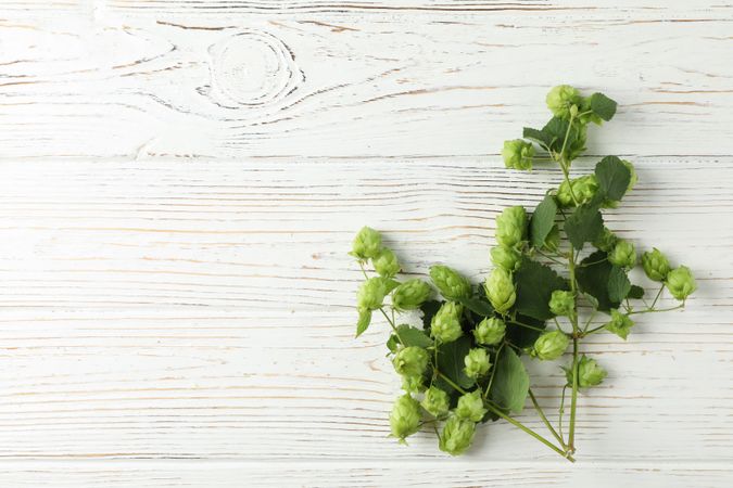 Branch of hop on wooden background, space for text