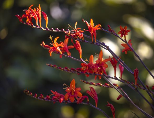 Side view of line of red flowers