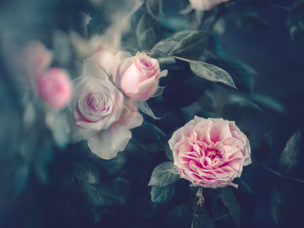 Pretty flower growing in garden
