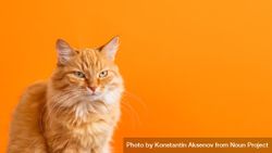 Cute ginger cat on bright orange background 4mZ8vb