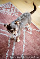 Cute small dog on red rug 0KeON4
