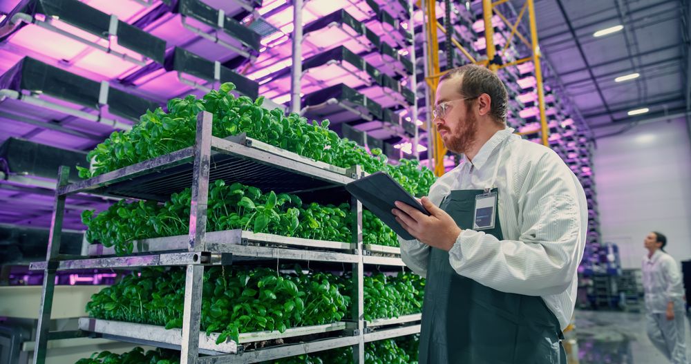 Agricultural Scientist Standing in a Hall in a Vertical Farm Production Space With Neon Light Next to Rack with Freshly Grown Plants. Hydroponics Technician Using a Tablet, Studying Crops Cultivation