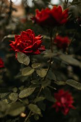 Wet scarlet rose growing in garden