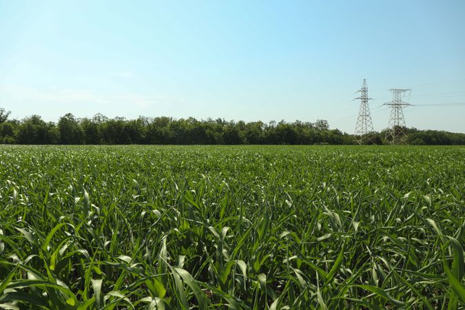 Corn field. Beautiful sunny day. Farming. Agriculture business