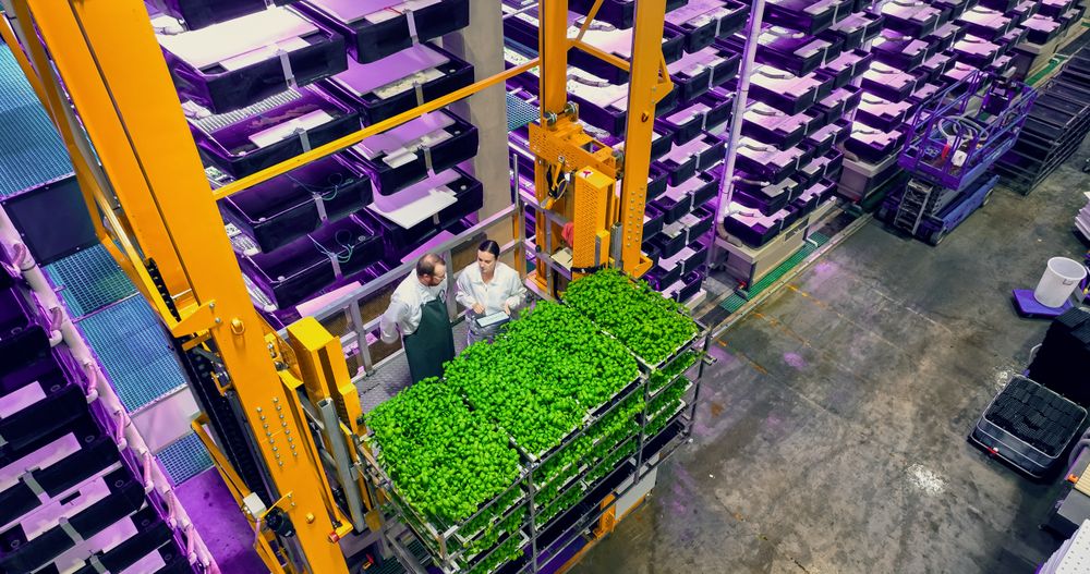 Vertical Plant Farm Specialists Talking on a Lift with a Rack of Fresh Basil Crops. Female and Male Farmers Working Indoors. Multi-layer Hydroponics Farm with Led Lighting in the Background
