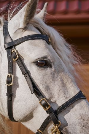 Gray horse face with healthy eyes on bridle