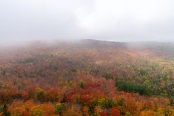 Foggy red autumn forest