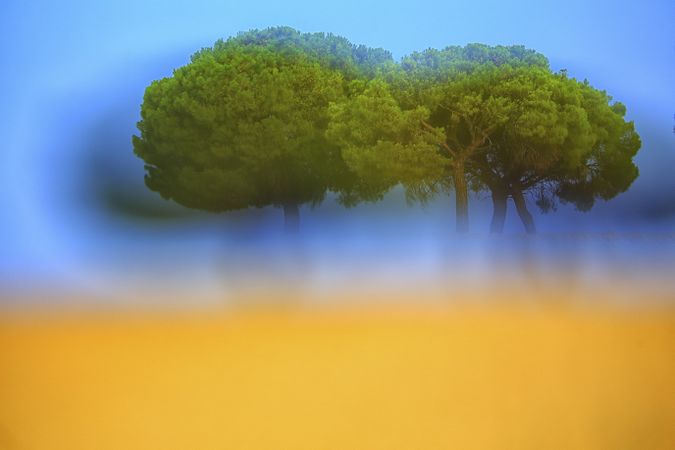 Defocused trees in sunset valley