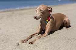 Little italian greyhound dog in the beach