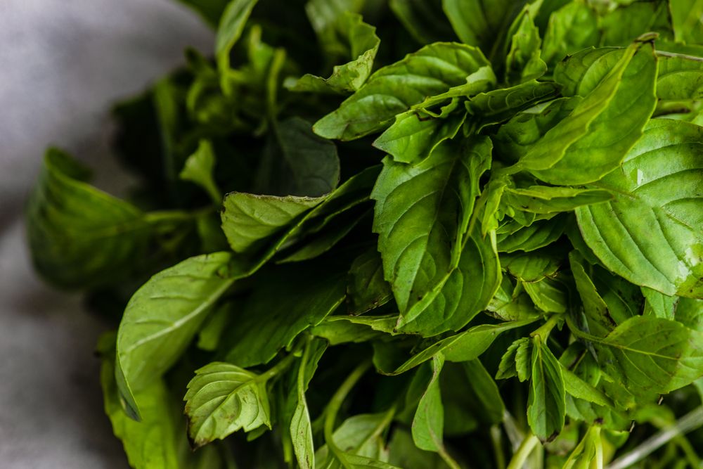Close up of green herb