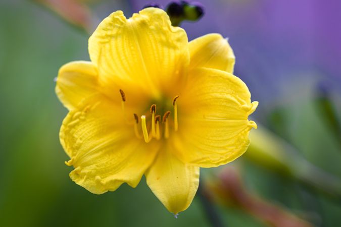 Open yellow lily flower with green purple background