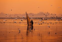 Silhouette of a person fishing during sunset while flock of gulls flying around the sea