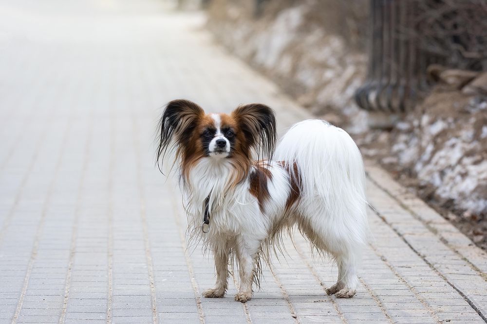 Papillion dog breed outdoor