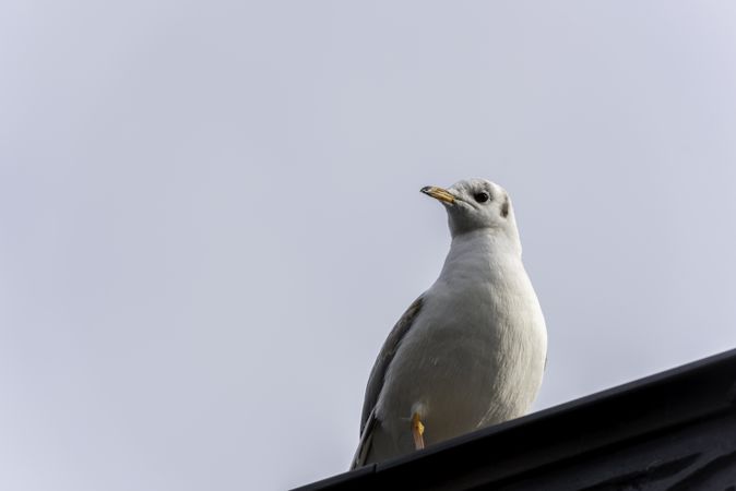 Single seagull on fence close-up