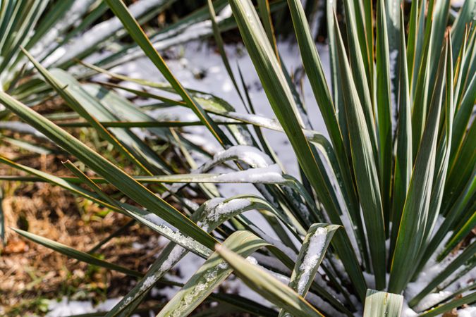 Leaves of yucca plant under the snow