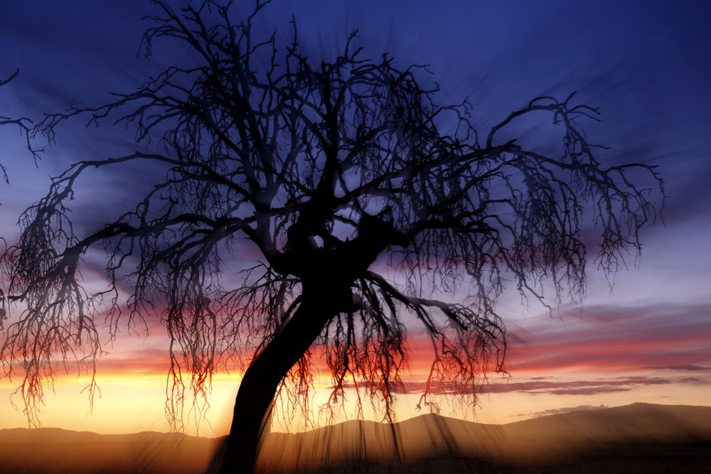 Defocused trees in sunset valley