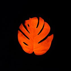 Neon tropical leaf in vivid orange fluorescent color on dark background