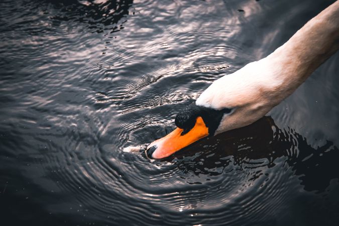 Swan drinking water