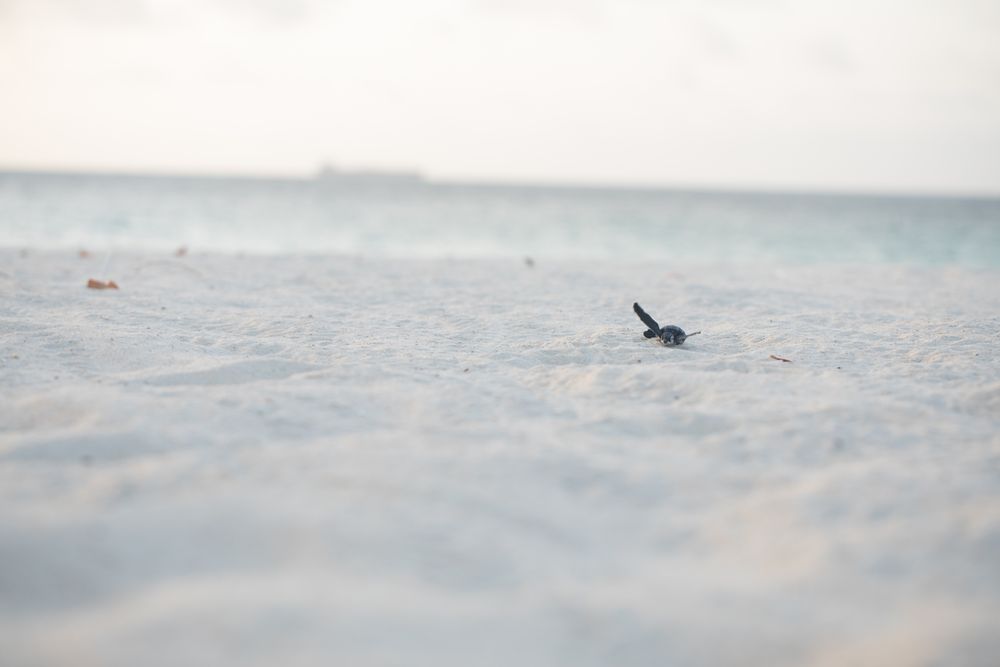 Baby turtle crawling on sand to water