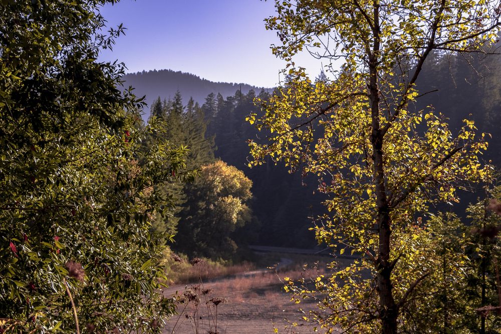 Clearing in a sunny mountain forest