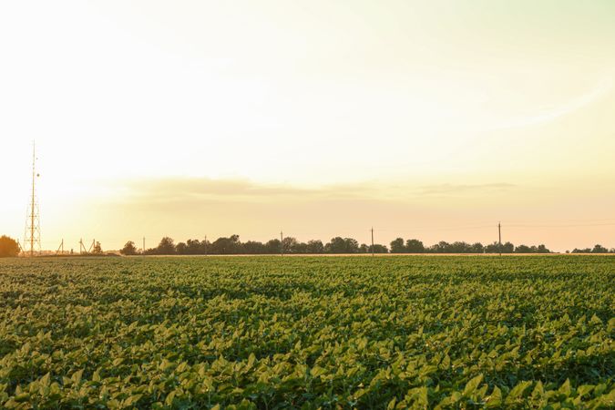 Green sunflower field at sunset, space for text. Agriculture