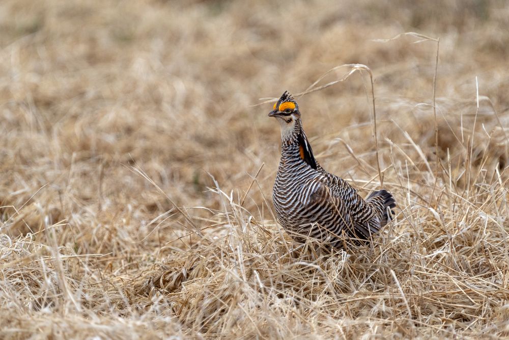Prairie Chicken In Field in Hamden Township, Minnesota