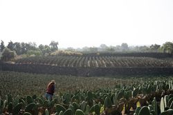 An adult woman is harvesting nopal with the hands in a huge field