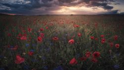 Rural fields with blooming flowers