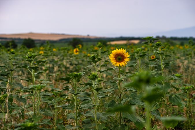 Blooming sunflowers in a field