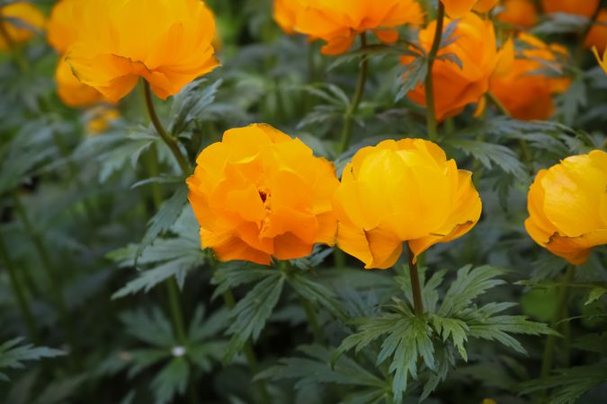 Globeflowers blooming in garden with lush green foliage