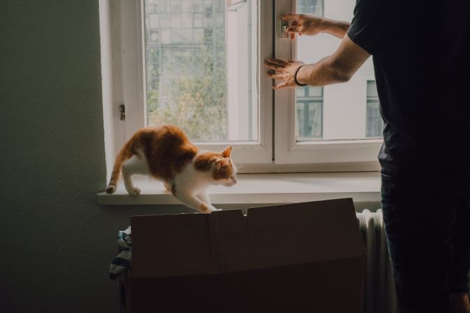 Curious cat walking along window sill while man standing by window