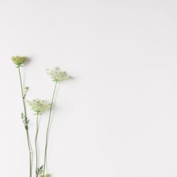 Flowers arranged on light background