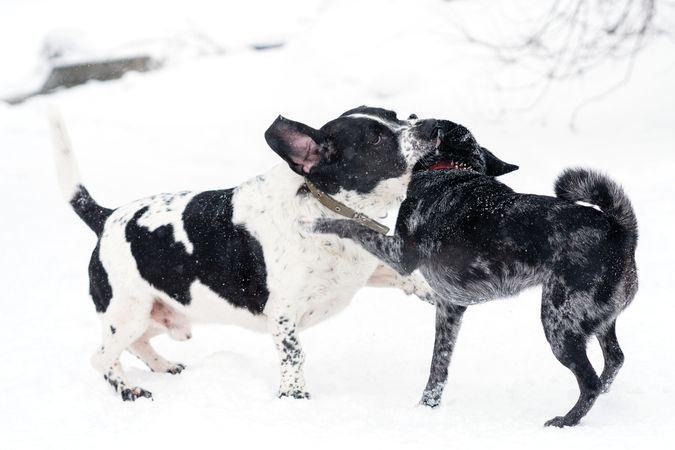 Winter Frolic Among Dogs