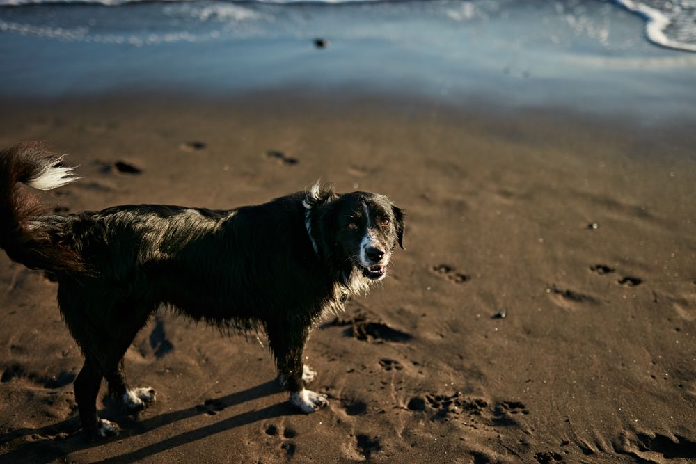 Funny dog on beach