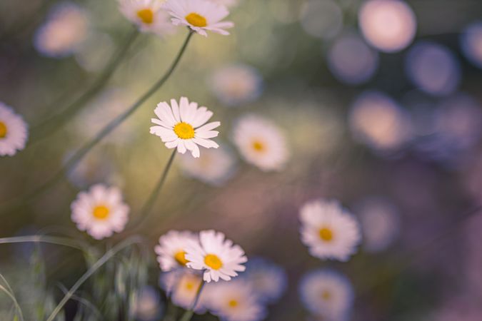 Beautiful daisies with selective focus