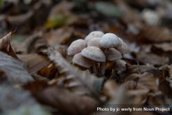 Small light mushrooms growing among fall leaves bGQLX5