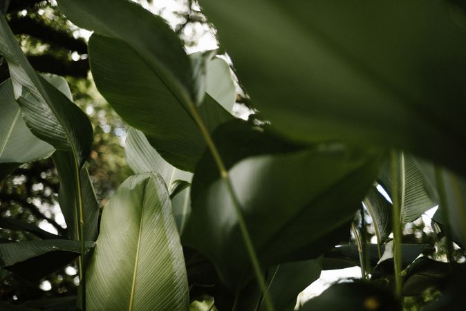 Big green leaves in forest