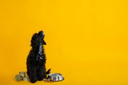 Dog pleading to be fed next to food bowl