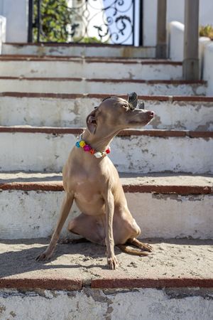 Funny dog in sunglasses sitting on stairs