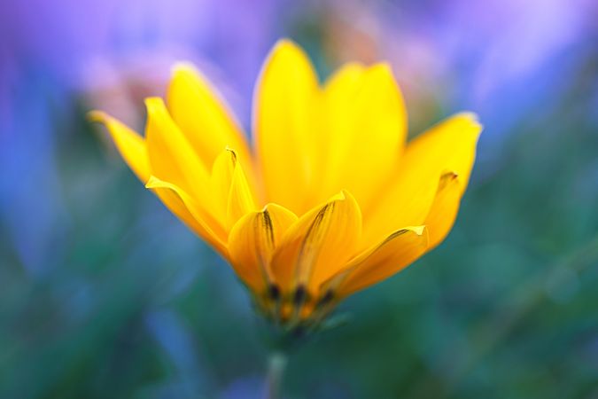 Side view of bright yellow flower