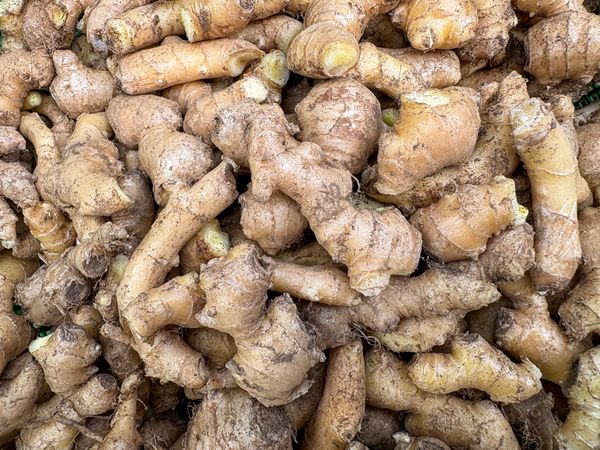 Top View of Harvested Ginger Roots Pile