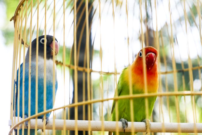 Two colorful birds in cage