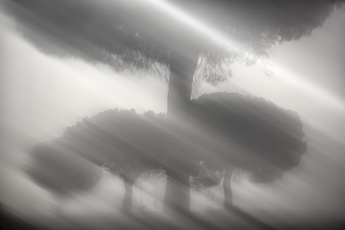 Defocused trees in sunset valley