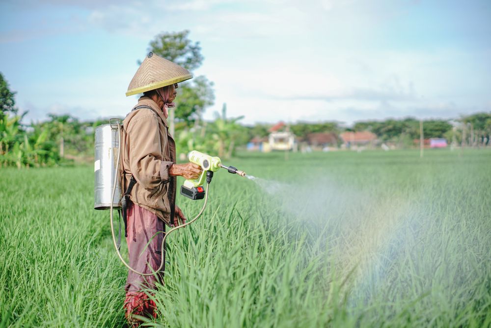 Asian male farmer spraying pesticide on rice green field