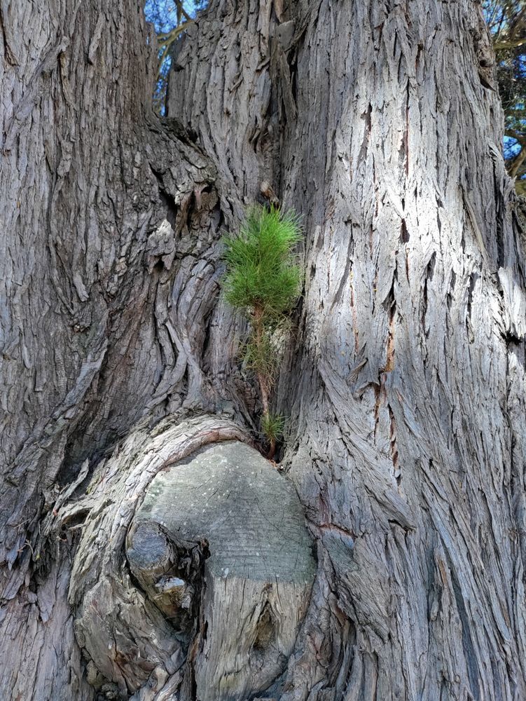 Large tree trunk with sapling